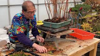 DIY Bonsai Forest  Swamp Cypress amp Cedar [upl. by Seibold]