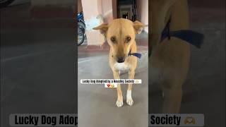 Lucky Dog Adopted by a Housing Society If you Appreciate LIKE amp COMMENT shorts ytshorts cute [upl. by Noneek]