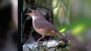 Guía Sonora de Aves  Alto San Miguel Troglodytes aedon Cucarachero Común [upl. by Sankey]