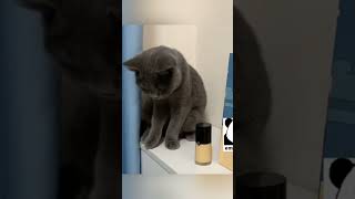 Funniest Animal Videos Will Cheer You Up 🤣 Best Funny Animals Videos of Week [upl. by Arimahs]