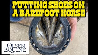 Putting Shoes on a Barefoot Horse [upl. by Isabeau]