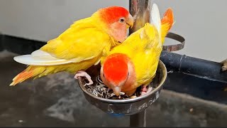 Cute love bird eating seed mix [upl. by Thorr]