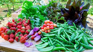 Spring Backyard Gardening Harvest Sustainable Permaculture Garden [upl. by Delanie]