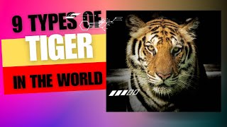 The 9 Types of Tiger Subspecies From Around the World [upl. by Adnarahs914]