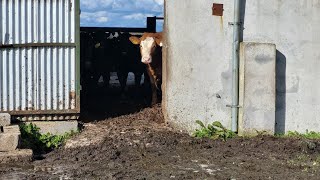 WHAT weight OUR are AUTUMN BORN STABILISER calves and FINISHING cattle [upl. by Oiluig290]