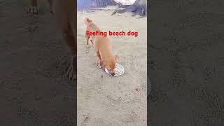 BEACH DOG FEEDING highlights love views pets patlover [upl. by Dugan952]