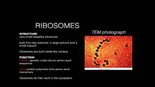 Cell Structure Function Ribosomes [upl. by Henrie]