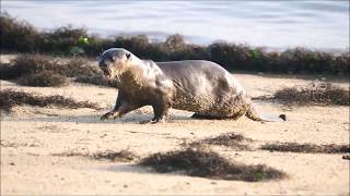 Smoothcoated Otters of Singapore [upl. by Klimesh]