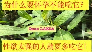 叻沙～叶（越南香菜）的功效与作用Health Benefits of Vietnamese Coriander～“laksa leaves”Khasiat daun laksa。 [upl. by Ylatfen]