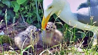 Herring Gull Feeding Chicks  July 5 2014 [upl. by Aneerb]