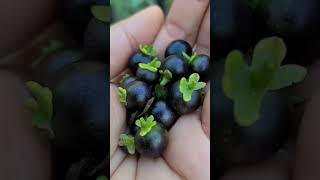 Solanum Nigrum Black Nightshade Plant Cutiepig [upl. by Lynette]