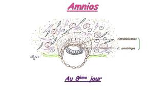 EMBRYOLOGIE Cordon ombilical et amnios [upl. by Eirrek]