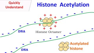 Histone Acetylation [upl. by Mcafee989]