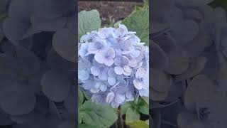 Hydrangea macrophylla flower Camera Action TO BE CONTINUED [upl. by Valleau]