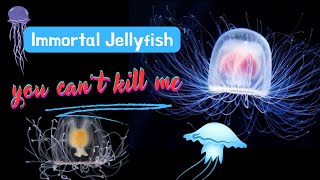 How the Turritopsis dohrnii Jellyfish Defies Aging The Secret to Eternal Life in Marine Biology [upl. by Batruk]