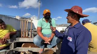 Feira de Bode em Dois Riachos  AL 06  11  2024 nordeste [upl. by Melar]