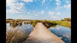 Places to see in  Arles  France  Camargue Nature Park [upl. by Arotak]