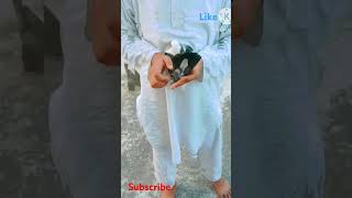 new pigeon review 🕊️😈🔥🕊️🔥😈pigeon kabutar pigeonlover shortvideo [upl. by Donovan]