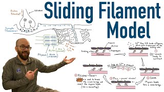 Sliding Filament Model and Excitation Contraction Coupling [upl. by Charry]