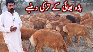 pure turkey dumbe at bismillah goat farm dumba business dera ghazi khan goat farming [upl. by Odlanar]