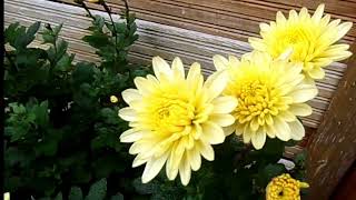 Chrysanthemen🌸🏵🌼🌸 sorgen für Farbtupfer im herbstlichen Garten 🥰💐21102024⛅🙋‍♀️ [upl. by Harry]