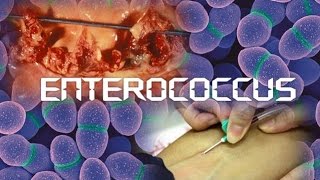 Enterococcus [upl. by Placia]