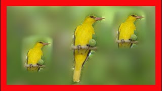 Golden Oriole Song Golden Oriole Call Sound Chirp  Oropéndola Europea Canto  Oriolus Oriolus [upl. by Natie]