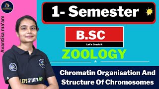 Chromatin Organisation And Structure Of Chromosomes  BSc Zoology 1st Semester  Avantika Maam [upl. by Nnylannej865]