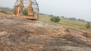 jungle teetar awaz francolin hunting sound  Desi teetar sound  gora teetar shikar awaaz [upl. by Ellenwahs]