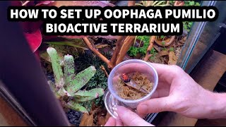 How to set up a Oophaga pumilio Strawberry Blue Jean Dart Frog BioActive Terrarium with the Dude [upl. by Ahsirpac]