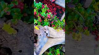 lingonberry fruit berryfarm berry pickingberries harvesting [upl. by Farris711]