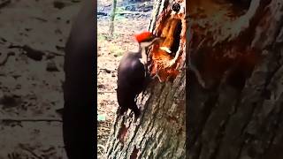 woodpecker নিজের ব্রেইনকে কিভাবে রক্ষা করে [upl. by Ahsinrev282]