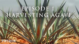 How Patrón Tequila Is Made  Preparing amp Harvesting Agave  Ep1 [upl. by Riba418]