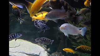 African Cichlid Tank 2022 Showcase [upl. by Mordecai877]