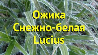 Ожика снежнобелая Люциус Краткий обзор описание характеристик где купить luzula nivea Lucius [upl. by Ilera]