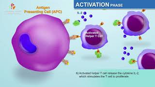 The Humoral Immune Response  Immunology Animations [upl. by Enrobyalc]