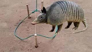 Armadilha de tropeço para pegar animais tatu paca Cotia capivara javalisobrevivência na selva [upl. by Nilhtac186]