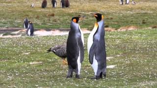 King Penguins During Mating Season [upl. by Heidi]