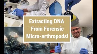 DNA extraction from forensic microarthropods [upl. by Yelak430]