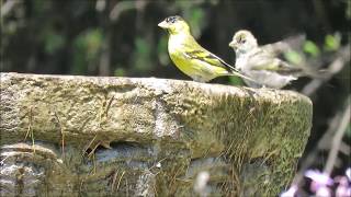 Blackchinned Siskin Spinus barbatus  Jilguero austral  Cementerio Parque del Recuerdo CHILE [upl. by Lledyr]