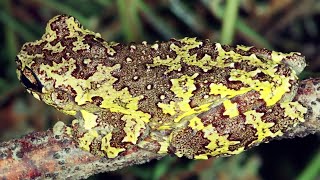 Coaxar da perereca do planalto Dendropsophus nahdereri Rainforest calling frog [upl. by Tammi148]