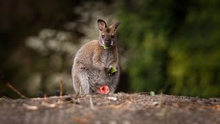 How Wallaby Giving Birth [upl. by Anaxor]