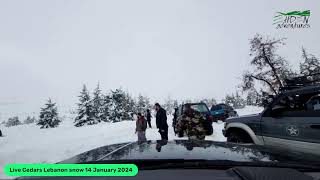 Cedars Lebanon Snow January 2024 [upl. by Ratha638]