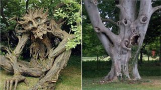 अजीबोगरीब पेड़ जिन्हें देखकर Scientist भी हैरान है  10 Strangest and Rarest Trees on Earth [upl. by Carlton]