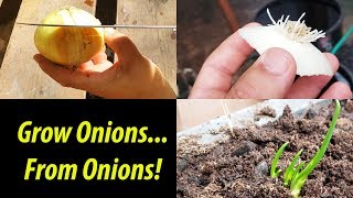 Growing green onions in selfwatering plastic bottles  easy and fast to harvest [upl. by Ennirak55]