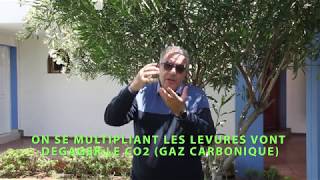 LA LEVURE BOULANGERE METHODE DE FABRICATION ET UTILISATION [upl. by Ertnod]