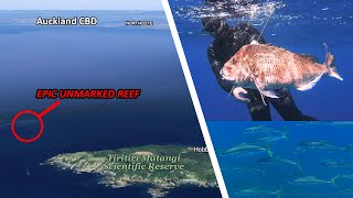 Inner Hauraki Gulf SPEARFISHING Auckland New Zealand [upl. by Aramas733]