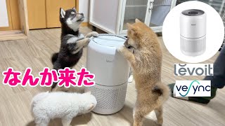 【柴犬 子犬】子犬部屋にオシャレな空気清浄機を設置してみた Levoit Core 300 プラズマ機能付き [upl. by Netti]