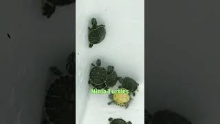 Ninja Turtles in Real 🐱‍👓⭐🐢 climbing real [upl. by Almeria]