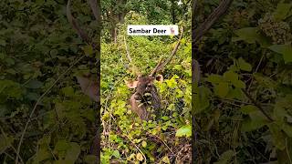 Sambar Deer🦌wildlife Corbett National park 🦌tiger animals wildanimals elephant wildlifepictures [upl. by Ettegirb]